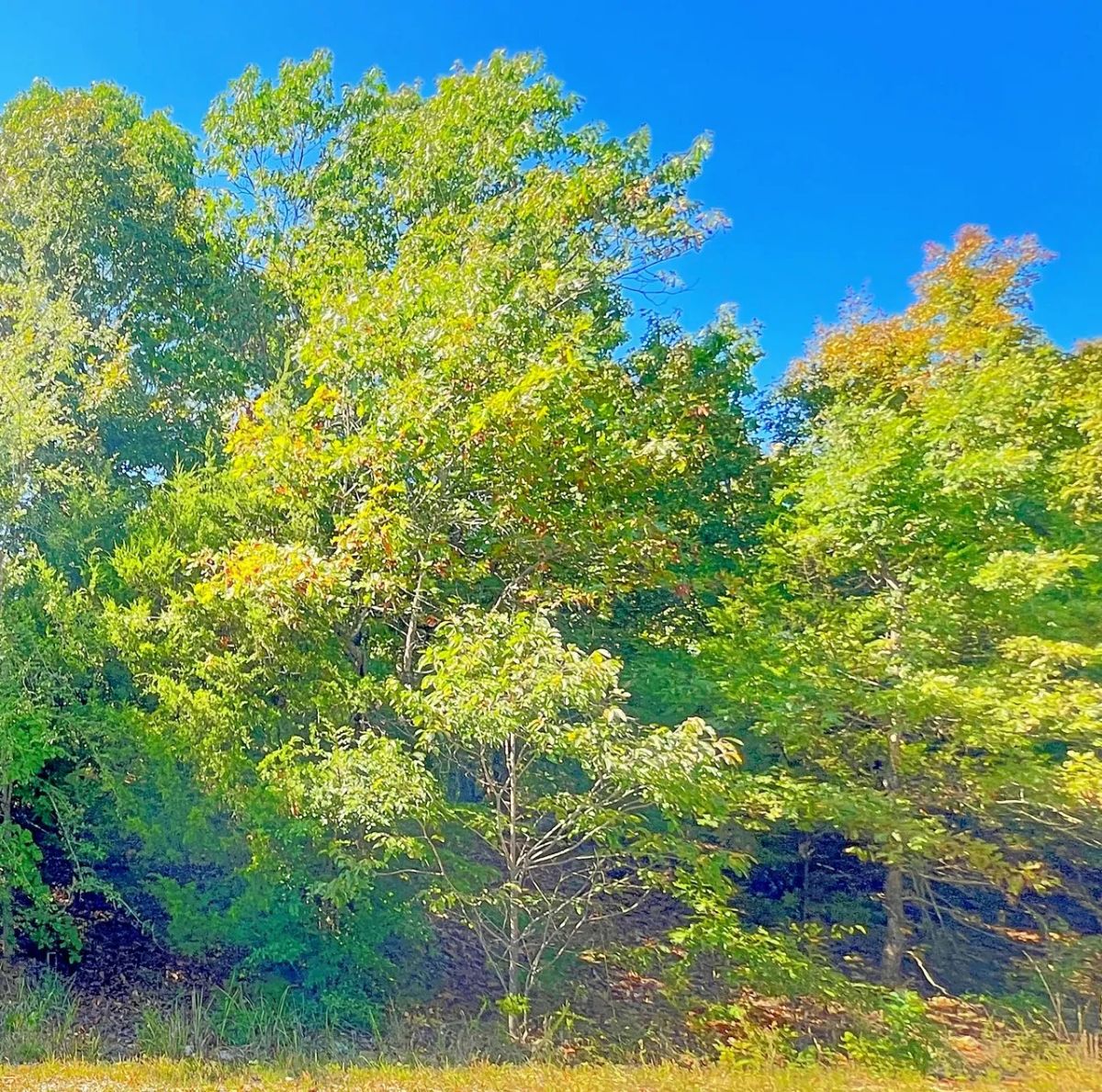 Decorative background for A Simpler Life, Just Minutes from Diamond Lake Boat Launch image 6