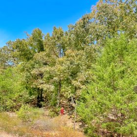 Secure Your Dream Property in Horseshoe Bend, AR in Izard County, AR