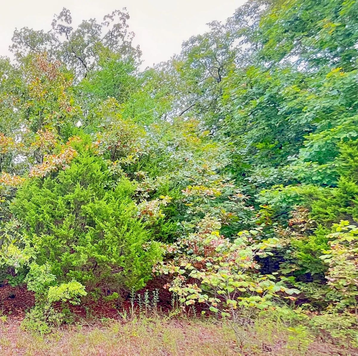 Decorative background for A Simpler Life, Close to the Lakes - Your Ozark Retirement Near the Pier image 7