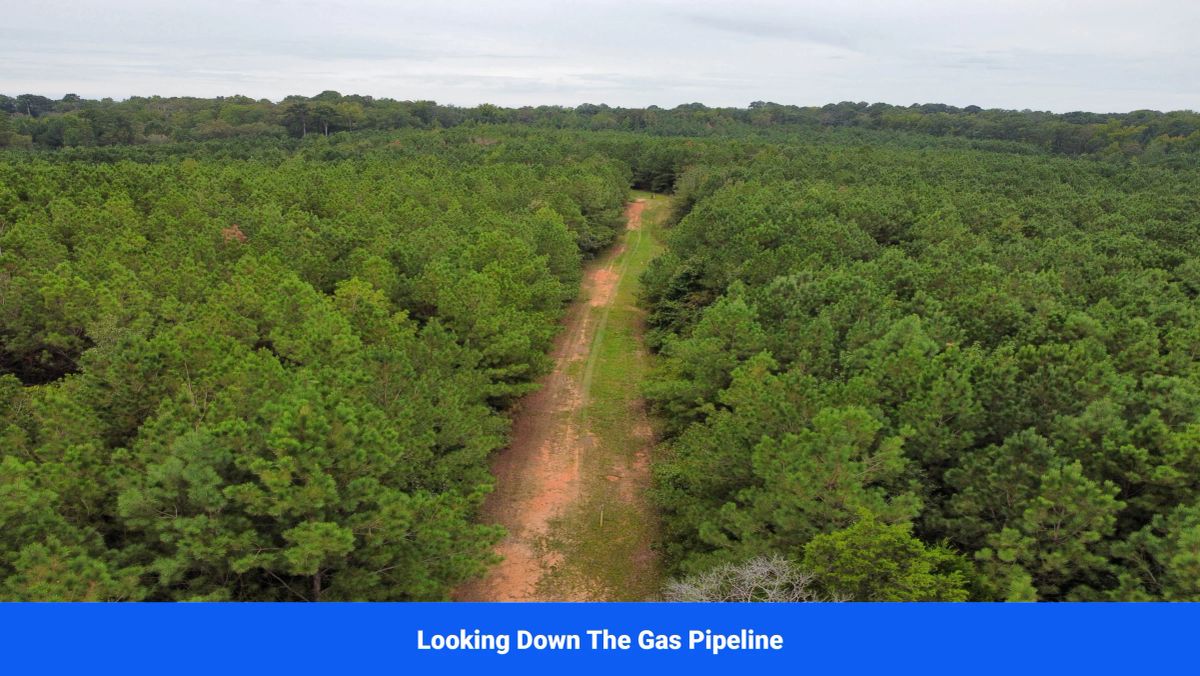 Decorative background for Discover Attala County’s Hidden Gem: 6 Premier Lots Offering Affordable Living and Unmatched Natural Beauty! image 8