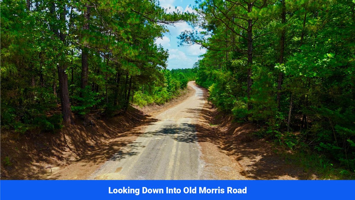 Decorative background for 7 Buildable Tracts Near Eupora, MS image 31