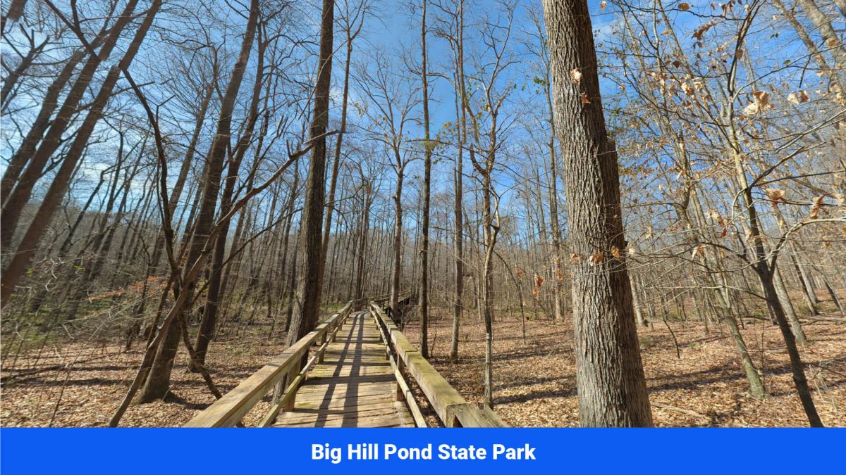 Decorative background for Old Hatchie Bend — 18 Lots, Alcorn County, Mississippi image 38