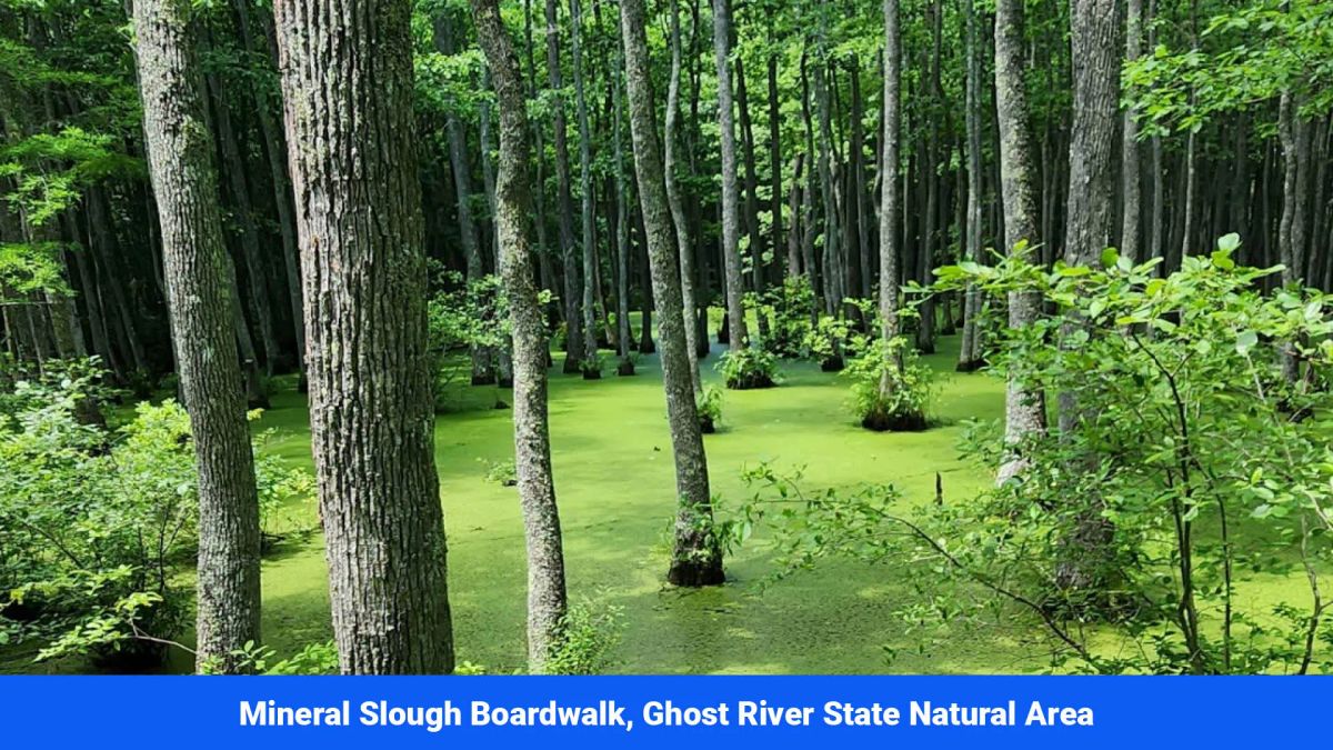Decorative background for Old Hatchie Bend — 18 Lots, Alcorn County, Mississippi image 47