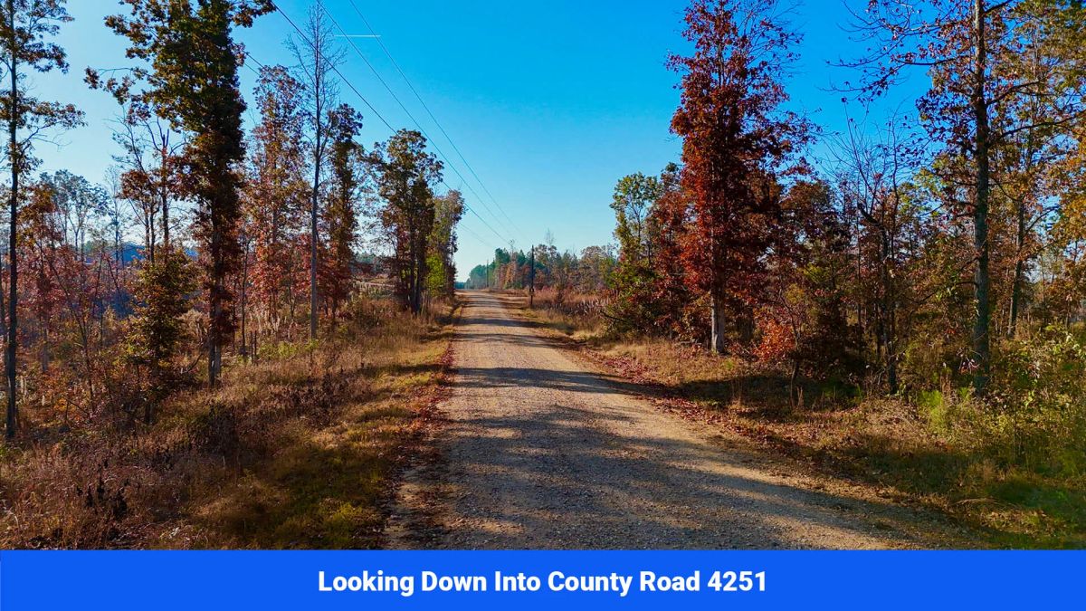 Decorative background for Prentiss County’s Hidden Treasure: 9 Lot’s Available With No Restrictions! image 11