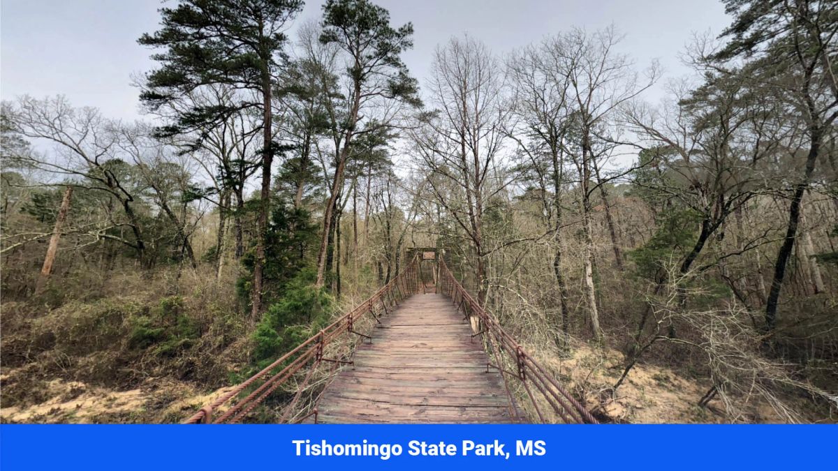 Decorative background for Prentiss County’s Hidden Treasure: 9 Lot’s Available With No Restrictions! image 31