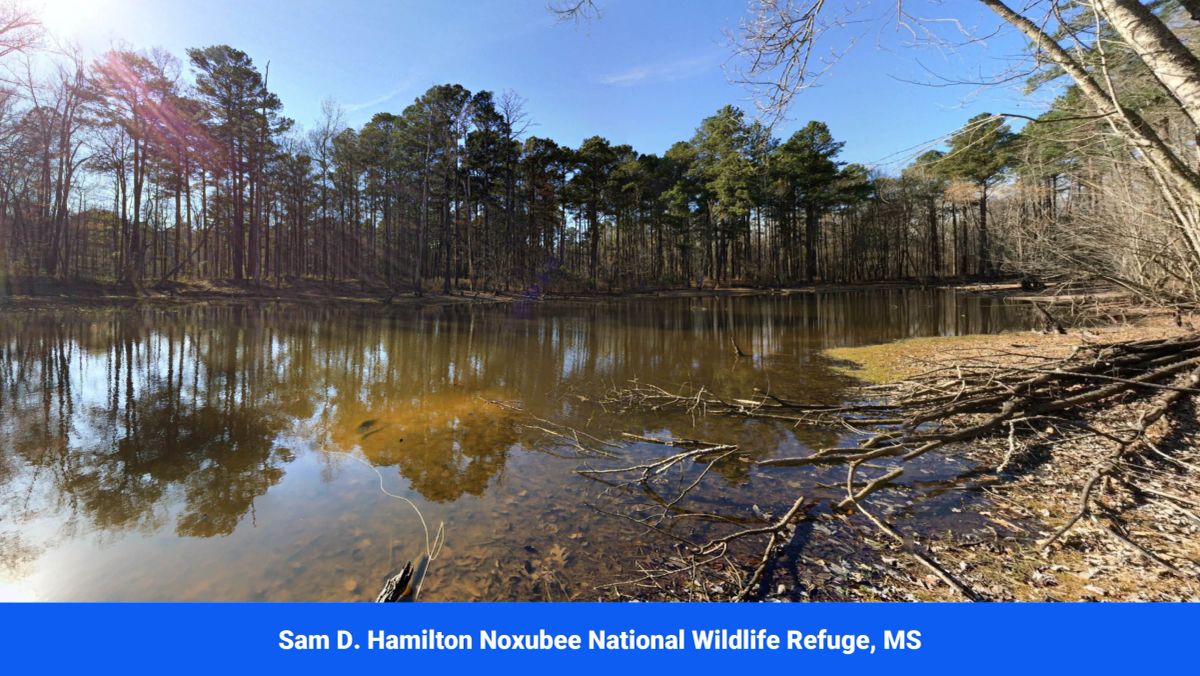 Decorative background for Choctaw County's Premier Jewel: A Stunning 6-Lot Subdivision Awaits!  image 25