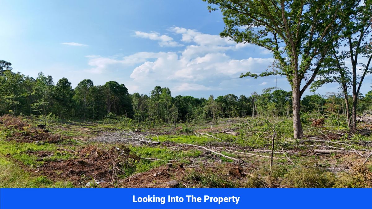Decorative background for Webster, Mississippi’s Hidden Gem: Luxury 8‑Lot Subdivision! image 22