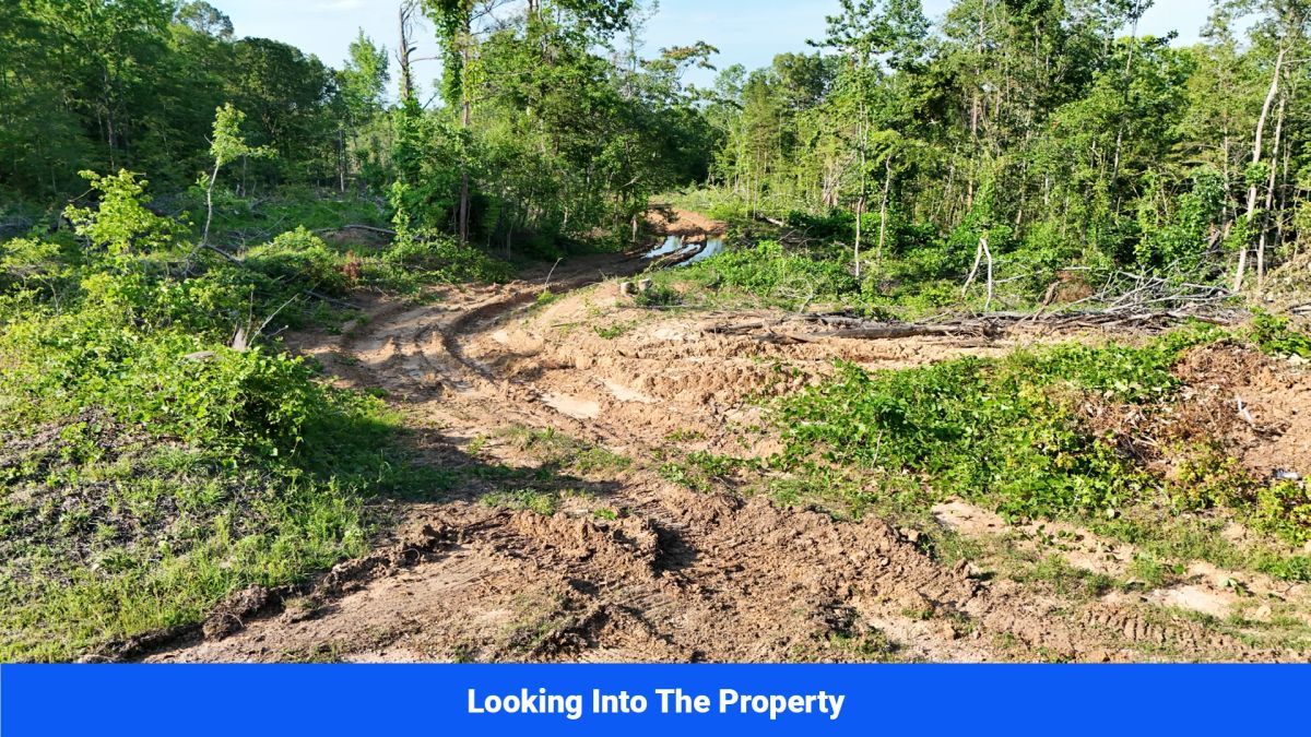 Decorative background for Webster, Mississippi’s Hidden Gem: Luxury 8‑Lot Subdivision! image 26