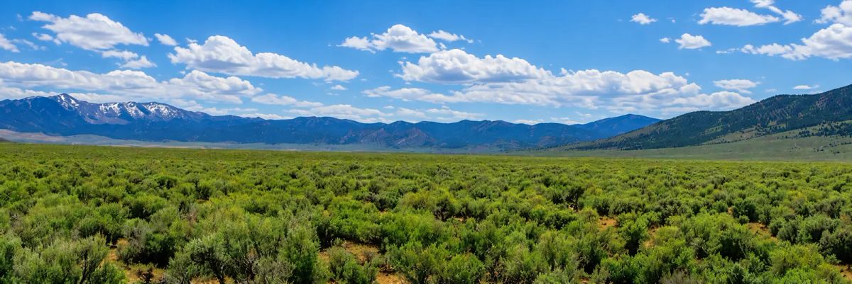 Decorative background for 46 Acres! Surveyed! Welcome to your own private frontier in the heart of Pershing County! image 6