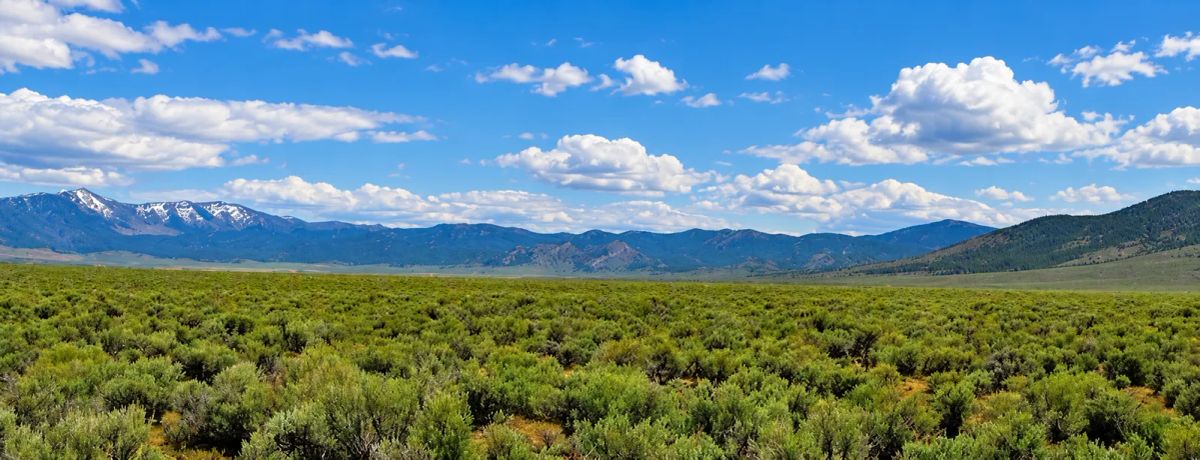 Decorative background for 46 Acres! Surveyed! Welcome to your own private frontier in the heart of Pershing County! image 11