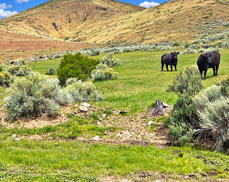 Discover wide-open Nevada living on this 124-acre high-desert ranch in Antelope Valley, Pershing County. in Pershing County, NV
