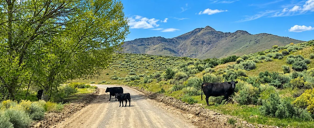 Decorative background for Discover wide-open Nevada living on this 124-acre high-desert ranch in Antelope Valley, Pershing County. image 9