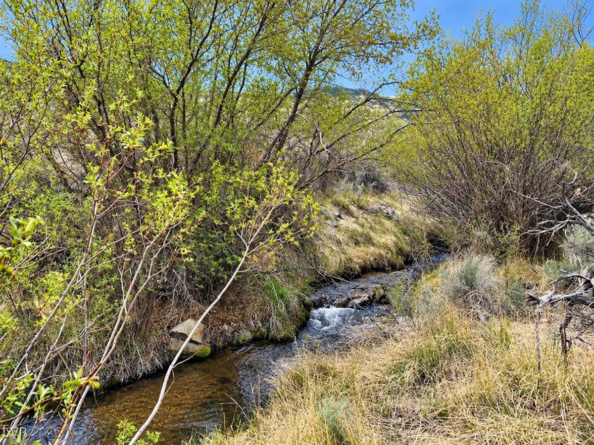 Decorative background for Rare Opportunity -80 Acres Zoned for A1, A2 and A3, -Farm, Agricultural, Ranch, & Residential! Seasonal Creek n the Property! Borders 640 BLM Land* in Nevada Freedom in Lander County! image 18