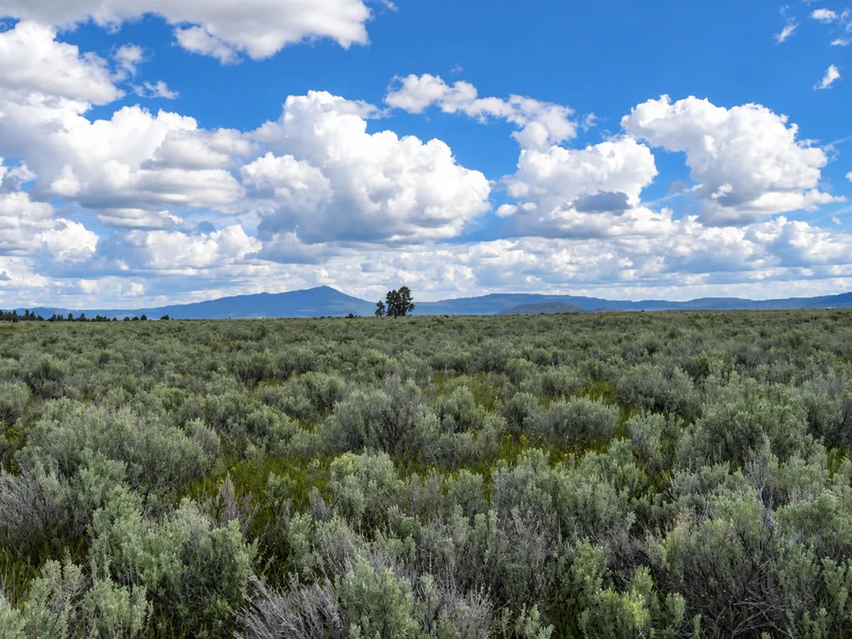Decorative background for A Rare Opportunity for 160 Acres of Oregon Freedom image 6