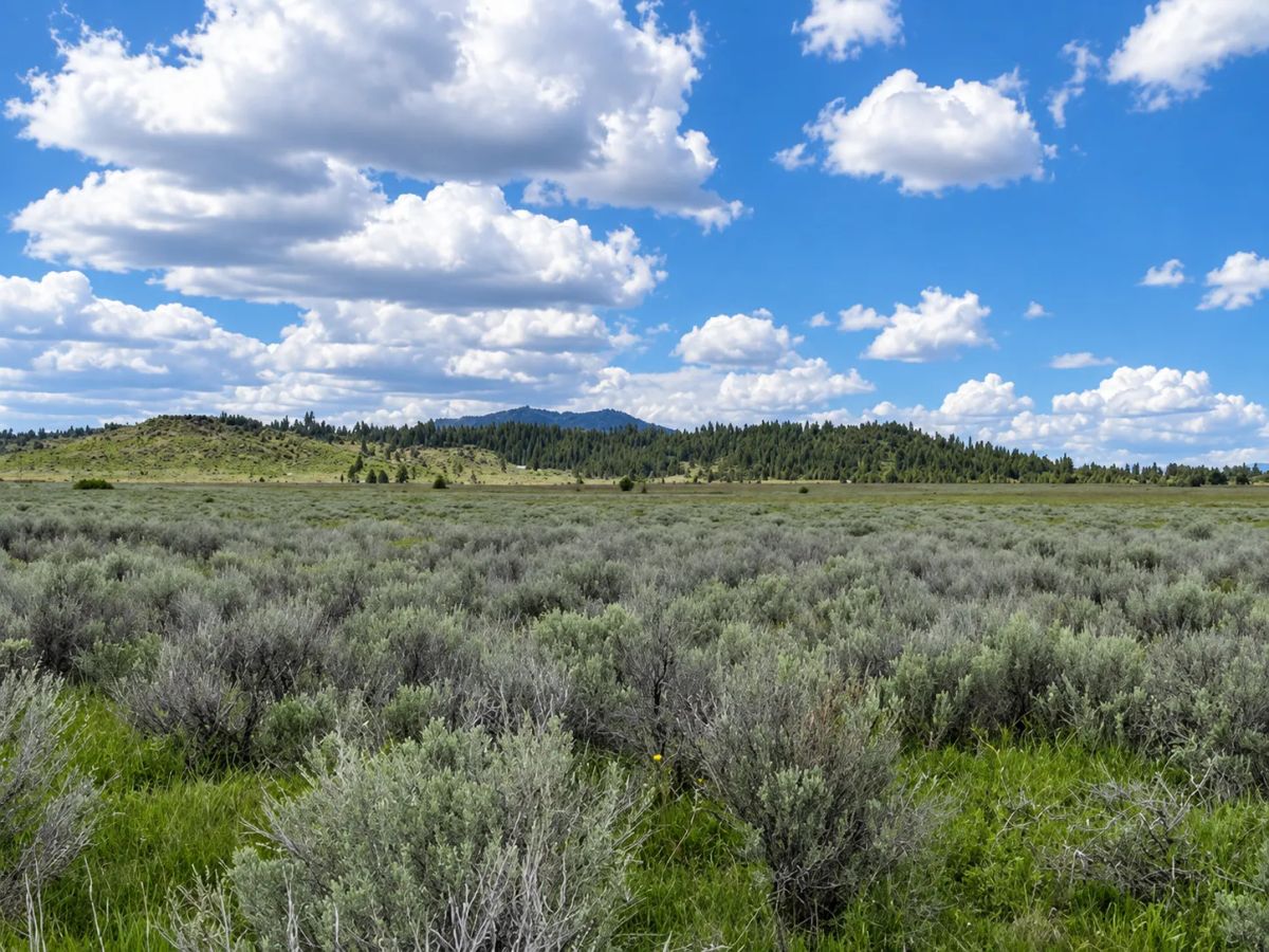 Decorative background for A Rare Opportunity for 160 Acres of Oregon Freedom image 7