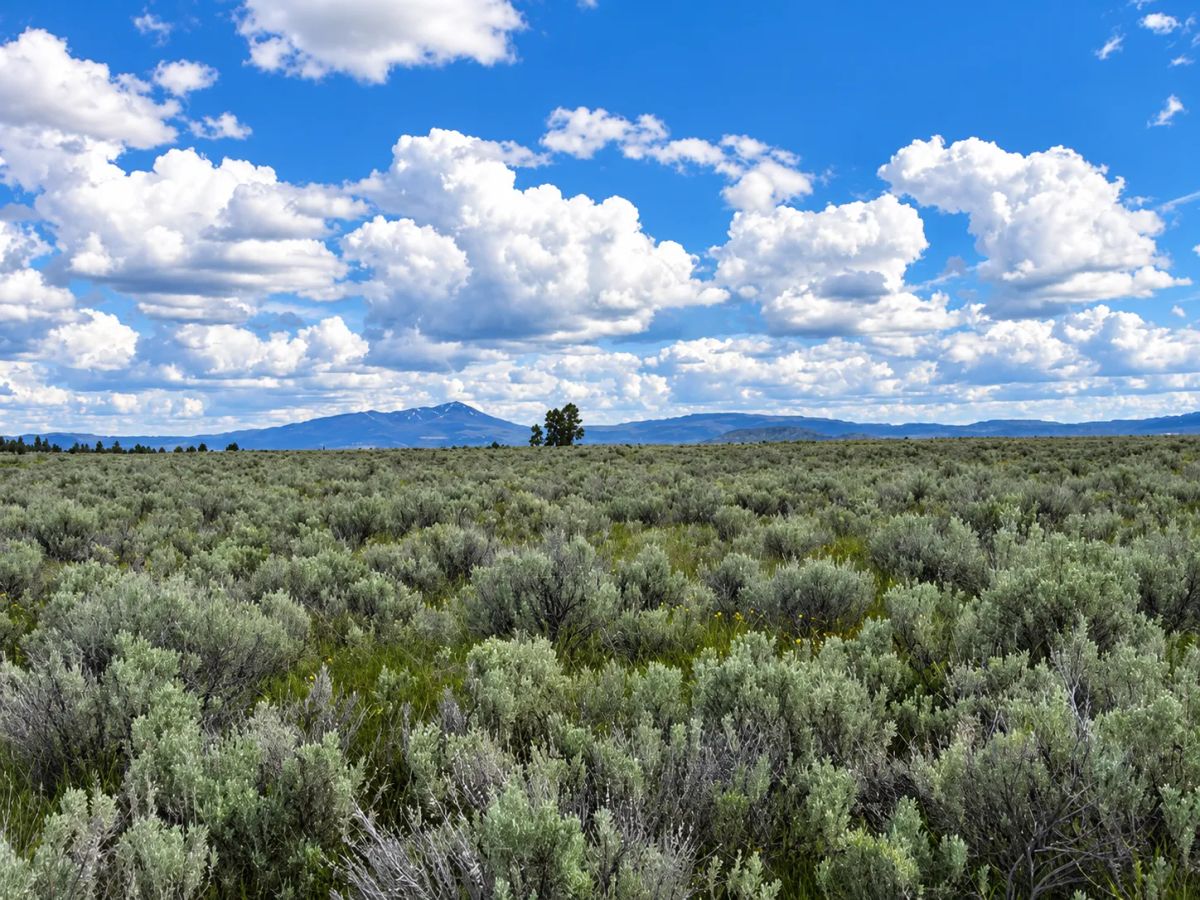 A Rare Opportunity for 160 Acres of Oregon Freedom - Main image