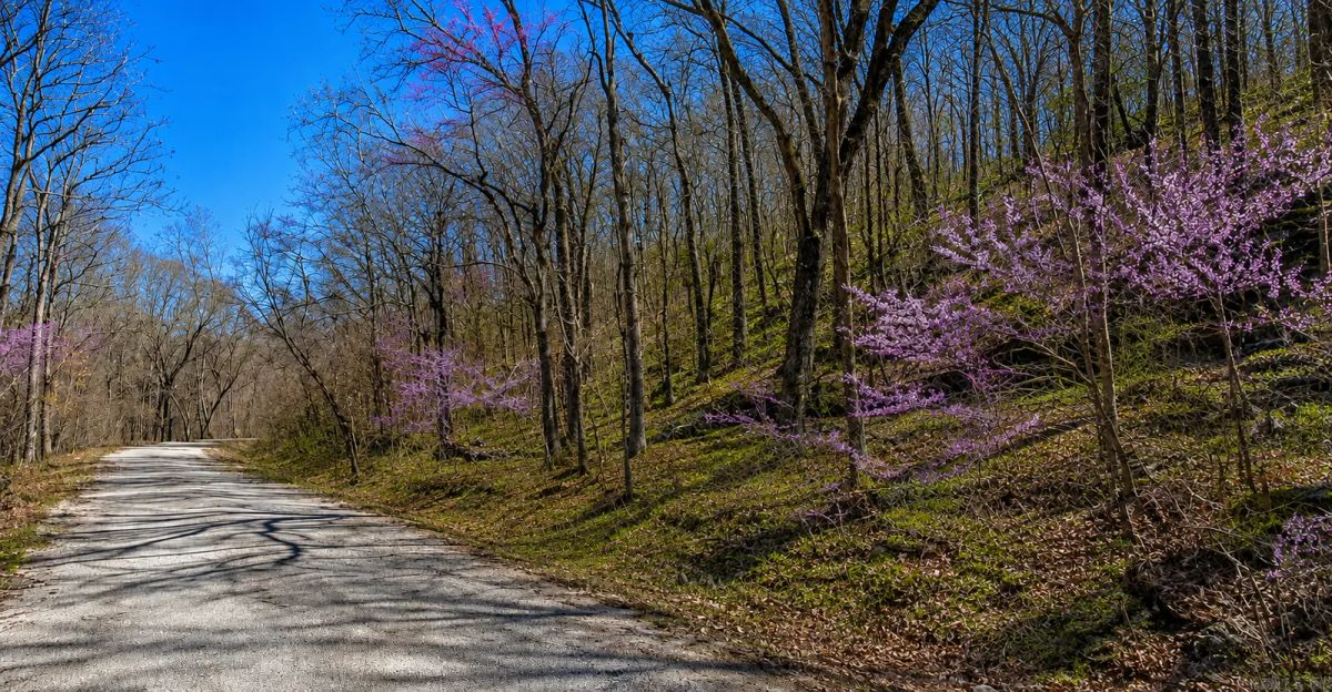 Decorative background for AVAILABLE 1.5 ACRES- RARE TRIPPLE LOT IN HOLIDAY ISLAND, ARKANSAS — LAKE LIVING, GOLF & OZARK BEAUTY! image 9