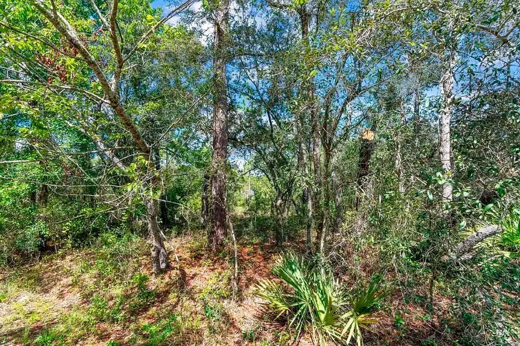 Spacious Building Lot with Power close to Lake Weir in Marion County, FL