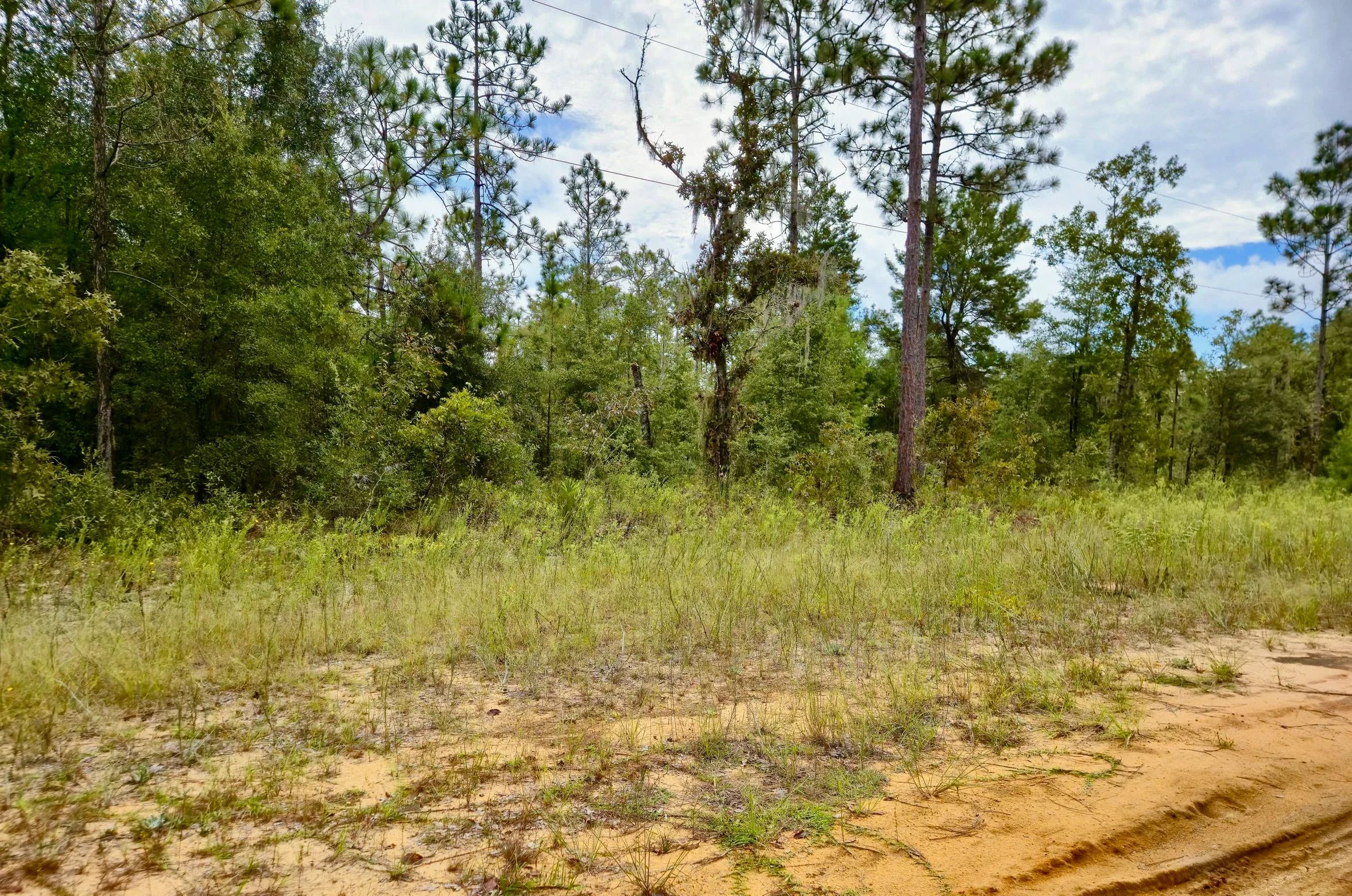 Nice Building Lot with Power in Putnam County, FL