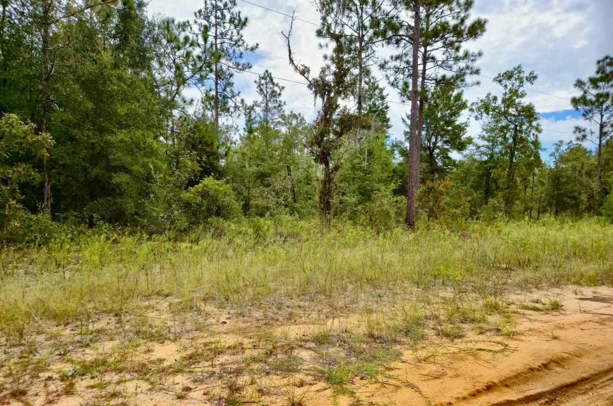 Nice Building Lot with Power - Image 4