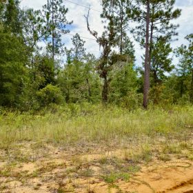 Nice Building Lot with Power in Putnam County, FL