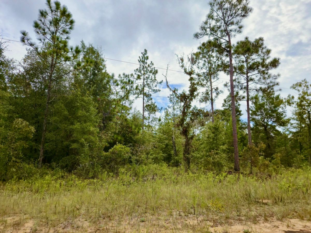 Decorative background for Nice Building Lot with Power image 5