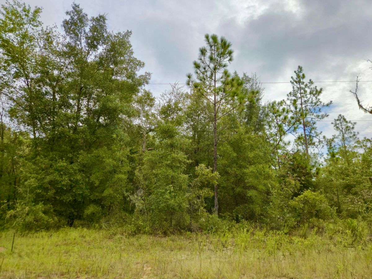 Decorative background for Nice Building Lot with Power image 6