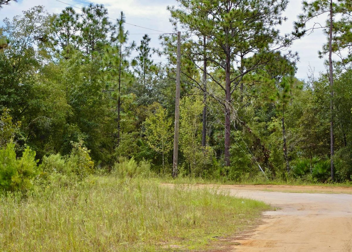 Decorative background for Nice Building Lot with Power image 8