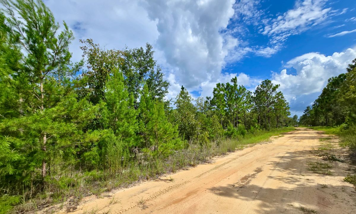 SPACE! Lightly wooded Building Lot with access to Power - Image 4