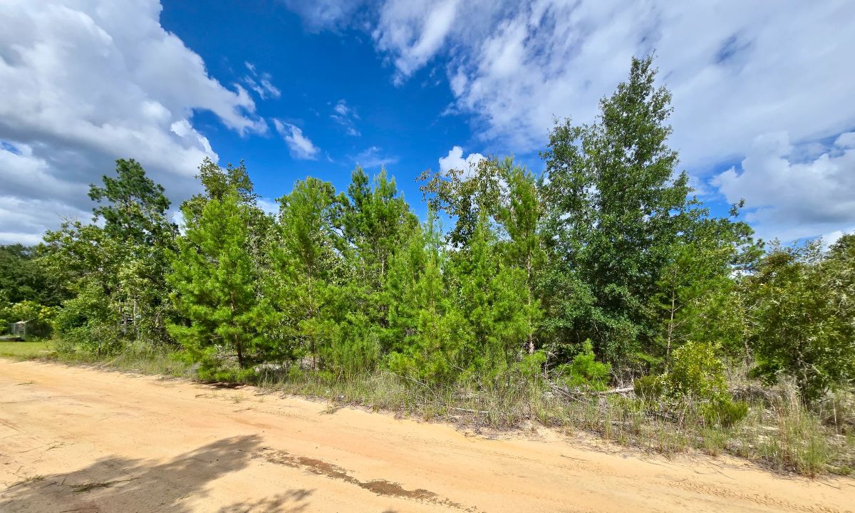 Decorative background for SPACE! Lightly wooded Building Lot with access to Power image 6