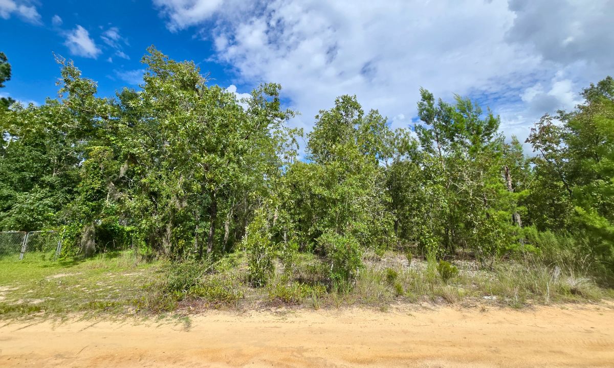 Decorative background for SPACE! Lightly wooded Building Lot with access to Power image 11