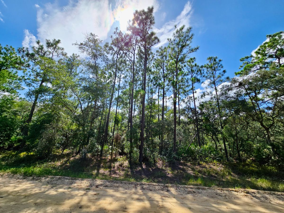 SPACE! Beautiful Double Lot - Main image