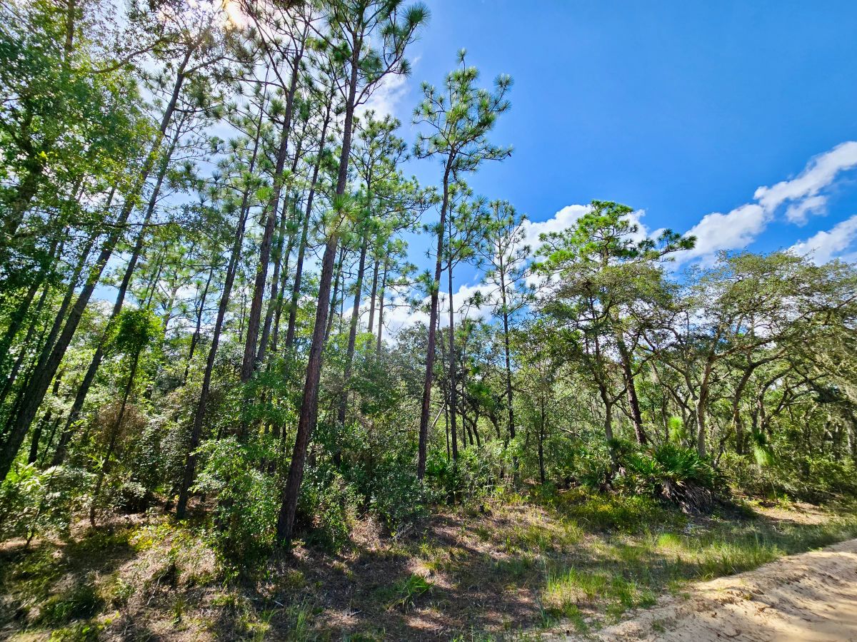 SPACE! Beautiful Double Lot - Image 2