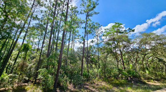 SPACE! Beautiful Double Lot in Putnam County, FL
