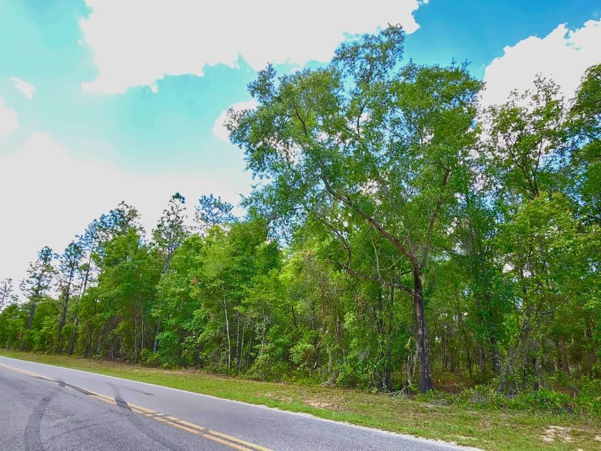 Beautiful Lot at Paved Road - Main image