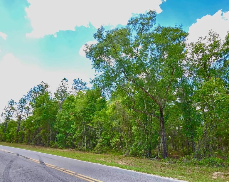Beautiful Lot at Paved Road in Putnam County, FL