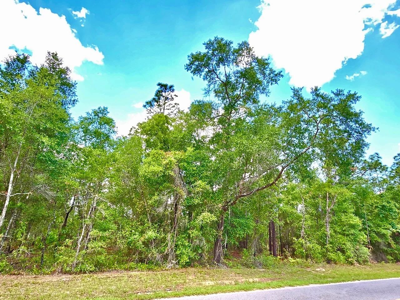 Beautiful Lot at Paved Road in Putnam County, FL