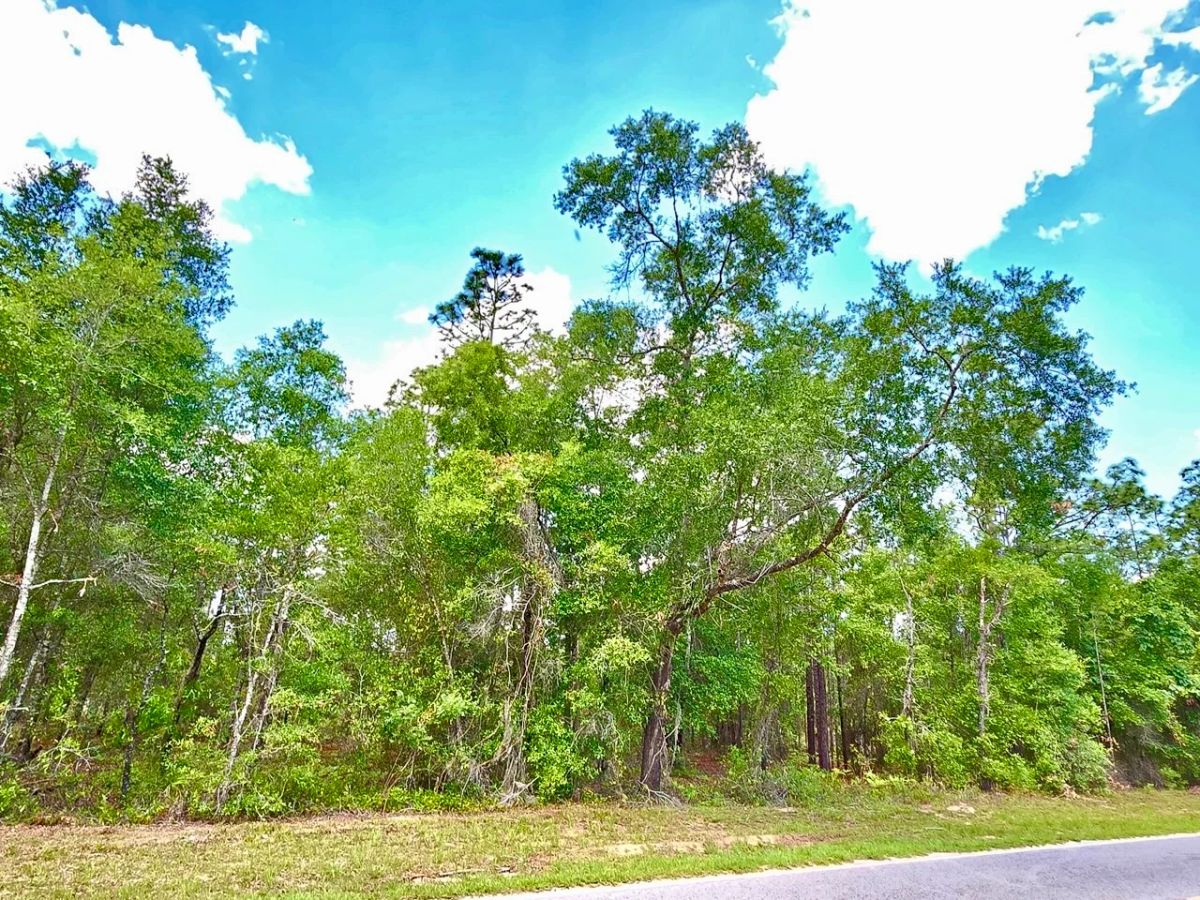 Beautiful Lot at Paved Road - Image 4