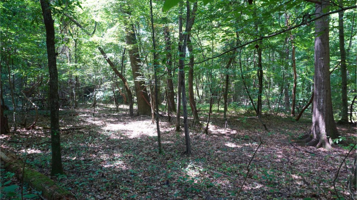 Decorative background for 4.40 Wooded Acres Set in Tuscaloosa, Alabama with Creek, Utilities, & Safe Family Cul-de-Sac Living image 7