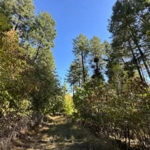 Decorative background for Lakeside Living in Bayview – 0.55 Acres with Power & City Water image 5