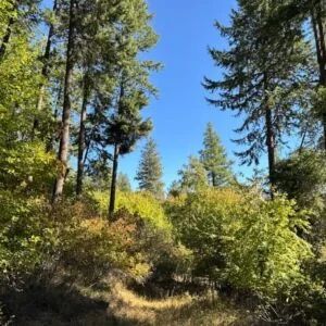 Decorative background for Lakeside Living in Bayview – 0.55 Acres with Power & City Water image 7