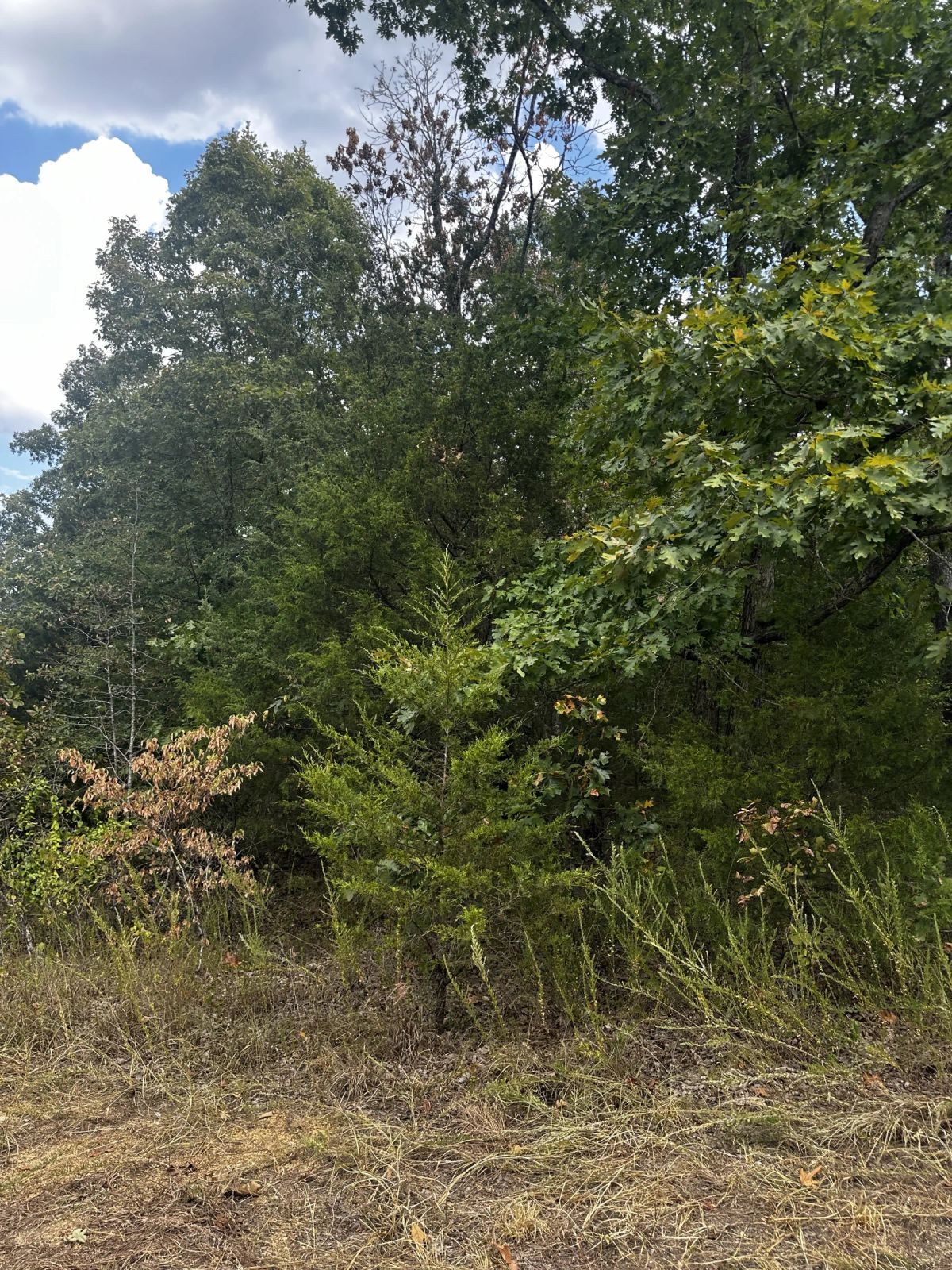 Decorative background for So much Nature! No HOA - A quiet getaway image 6
