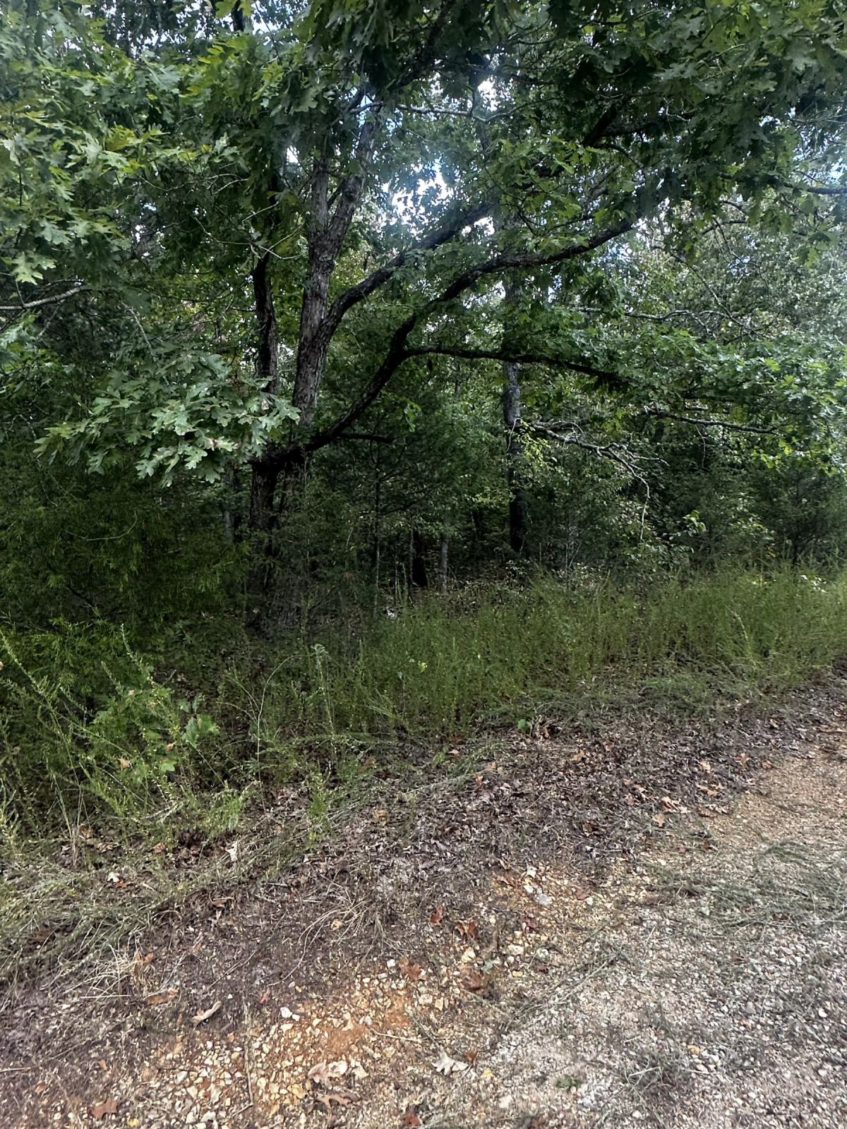 Decorative background for So much Nature! No HOA - A quiet getaway image 9