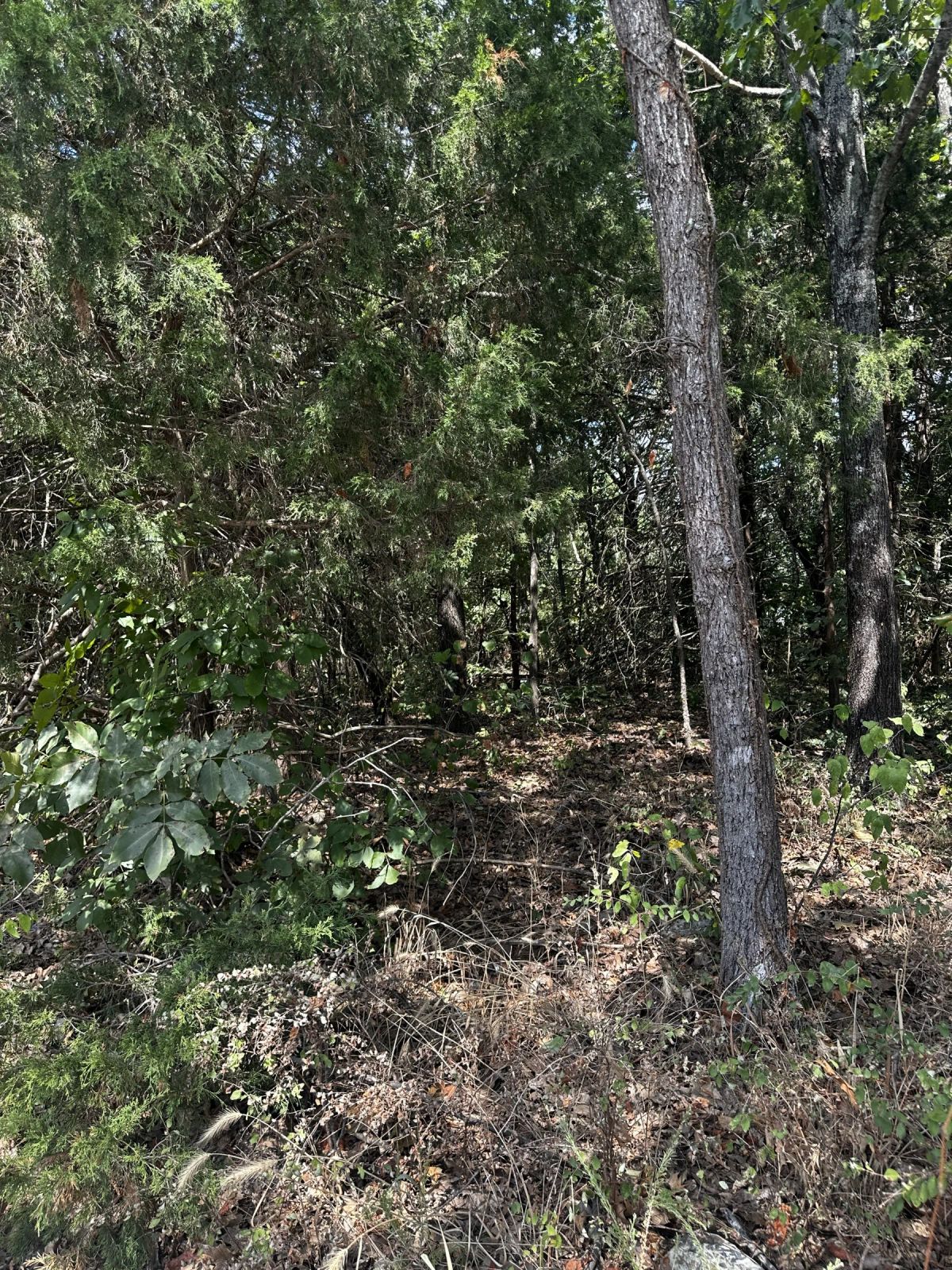 No HOA - Mobile Home Lot - Image 4