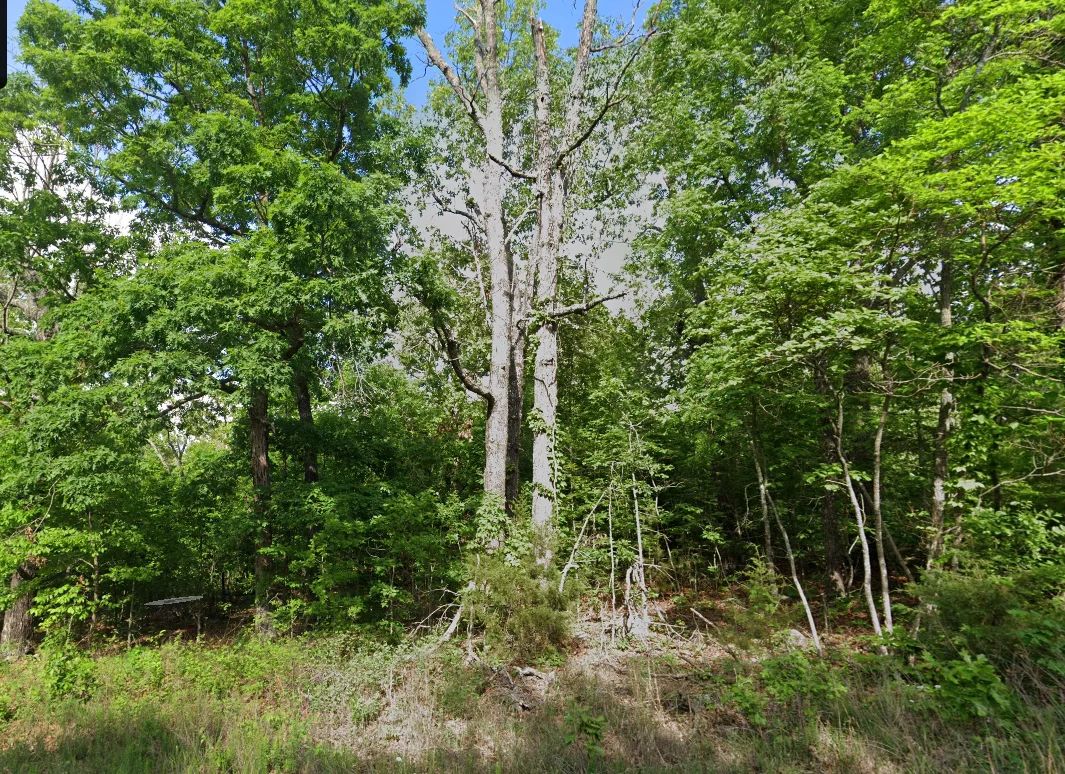 3 adjacent lots to spread out - 1.2 acres of Forest in Izard County, AR