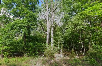 3 adjacent lots to spread out - 1.2 acres of Forest