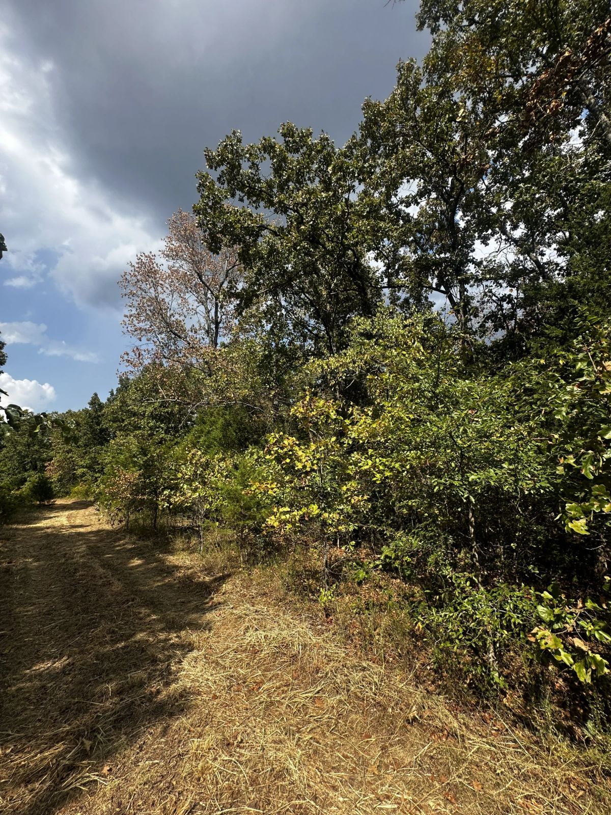 Decorative background for 3 adjacent lots to spread out - 1.2 acres of Forest image 6