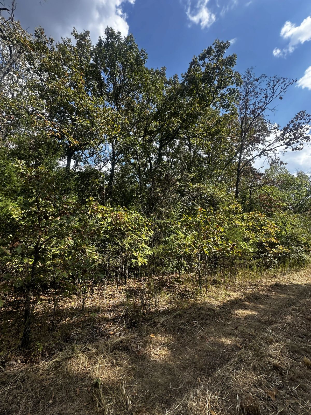 Decorative background for 3 adjacent lots to spread out - 1.2 acres of Forest image 7