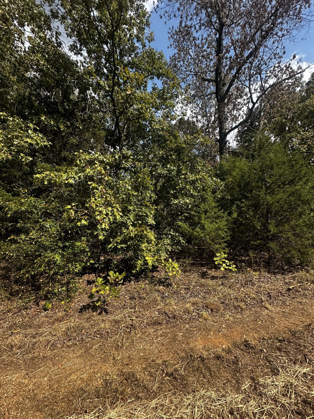 Decorative background for 3 adjacent lots to spread out - 1.2 acres of Forest image 8