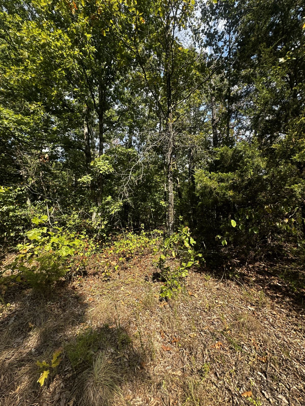 Decorative background for 3 adjacent lots to spread out - 1.2 acres of Forest image 9